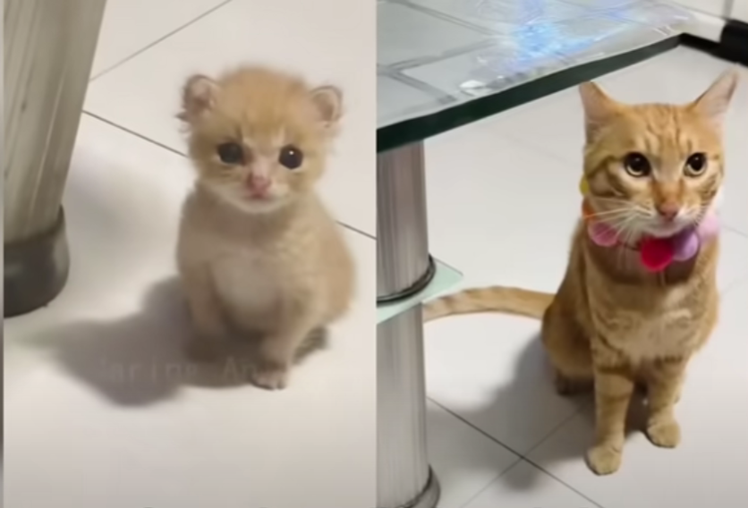 The Heartwarming Rescue of Kitten Orange: A Tale of Compassion and Care