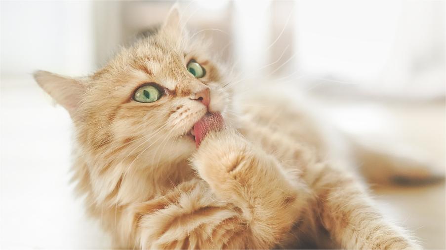 Why Does Your Cat Lick You: the Feline Language of Love